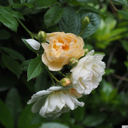 Rosa Ghislaine de Féligonde - žltá - Stromková ruža s drobnými kvetmistromková ruža s kríkovitou tvarou koruny